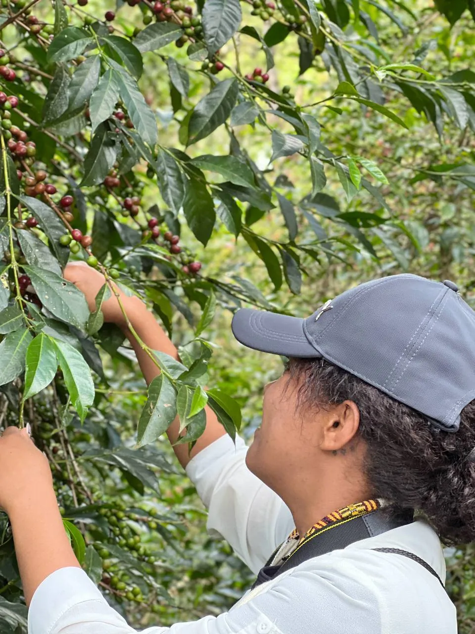 8 Days Ethiopia Coffee Tours