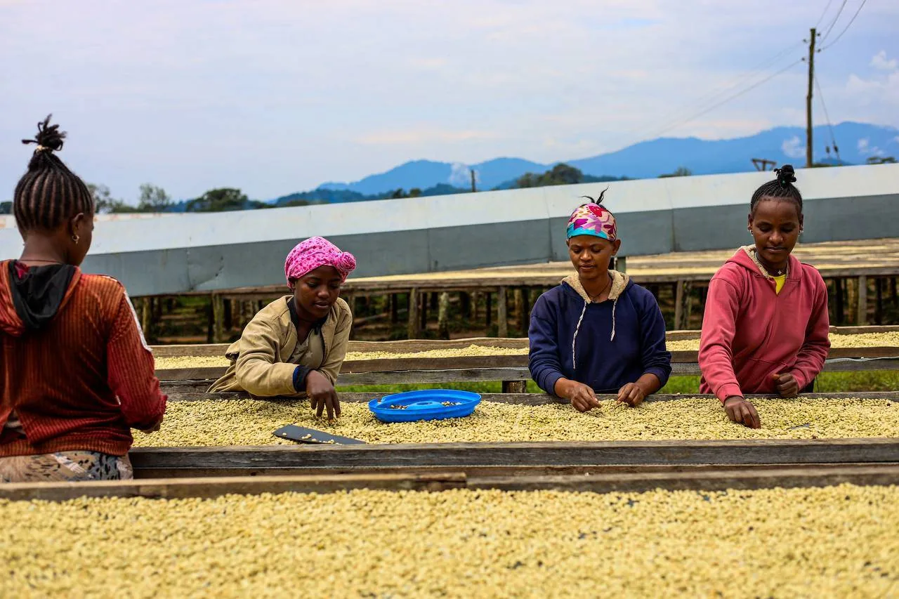 5 Days Ethiopia Coffee Tours
